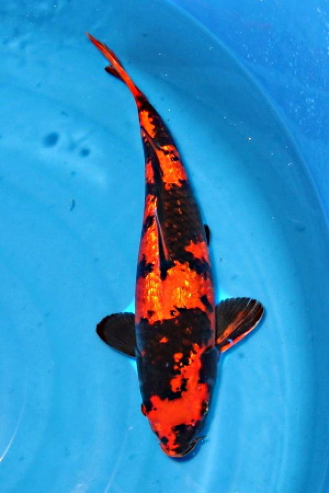 kat-Hi Utsuri GinRin